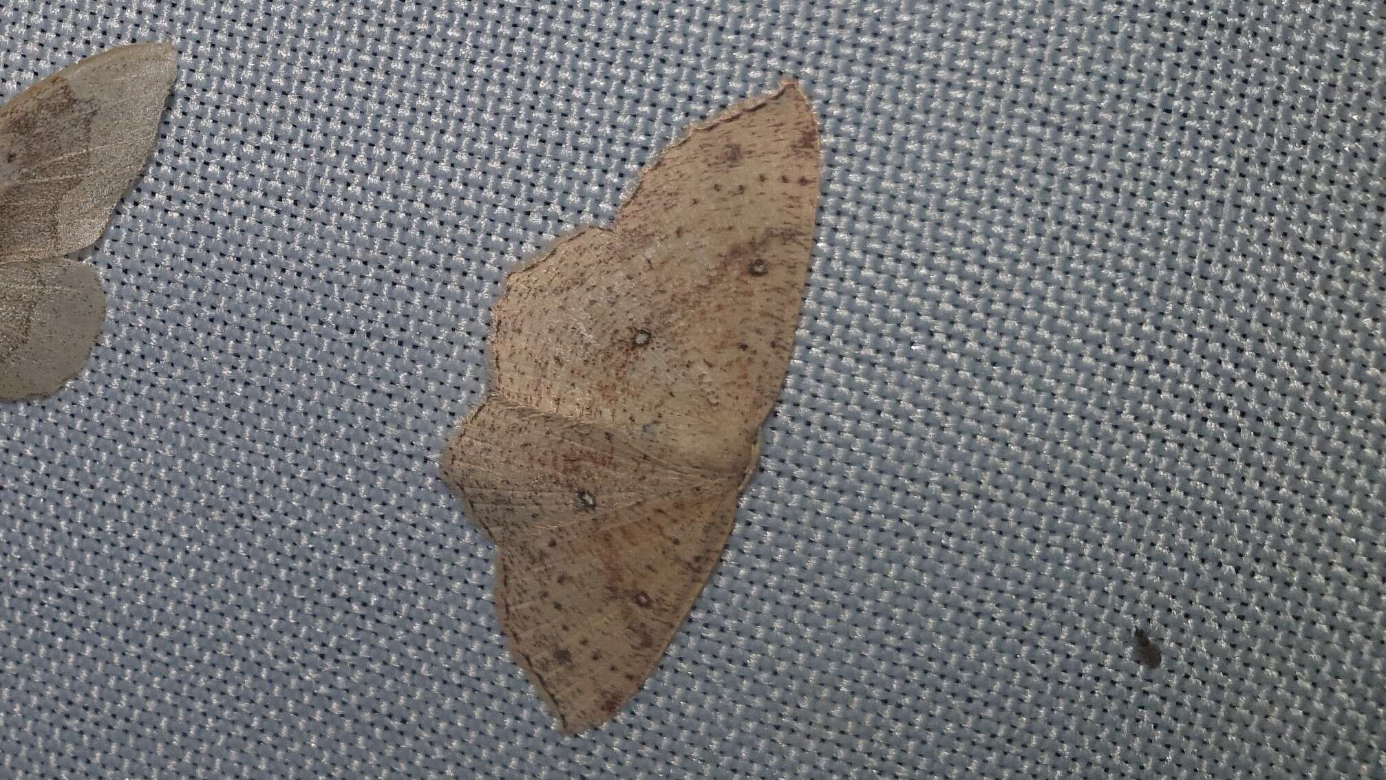 Imagem de Cyclophora porata Fabricius