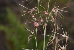 Image of Ceropegia filifolia (Schltr.) Bruyns