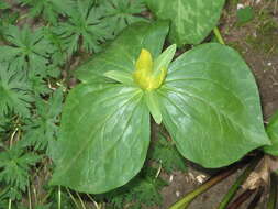 Trillium luteum (Muhl.) Harb. resmi