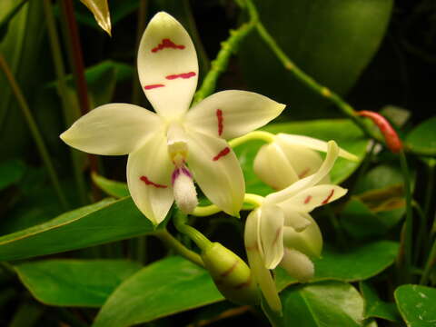 Image of Phalaenopsis tetraspis Rchb. fil.