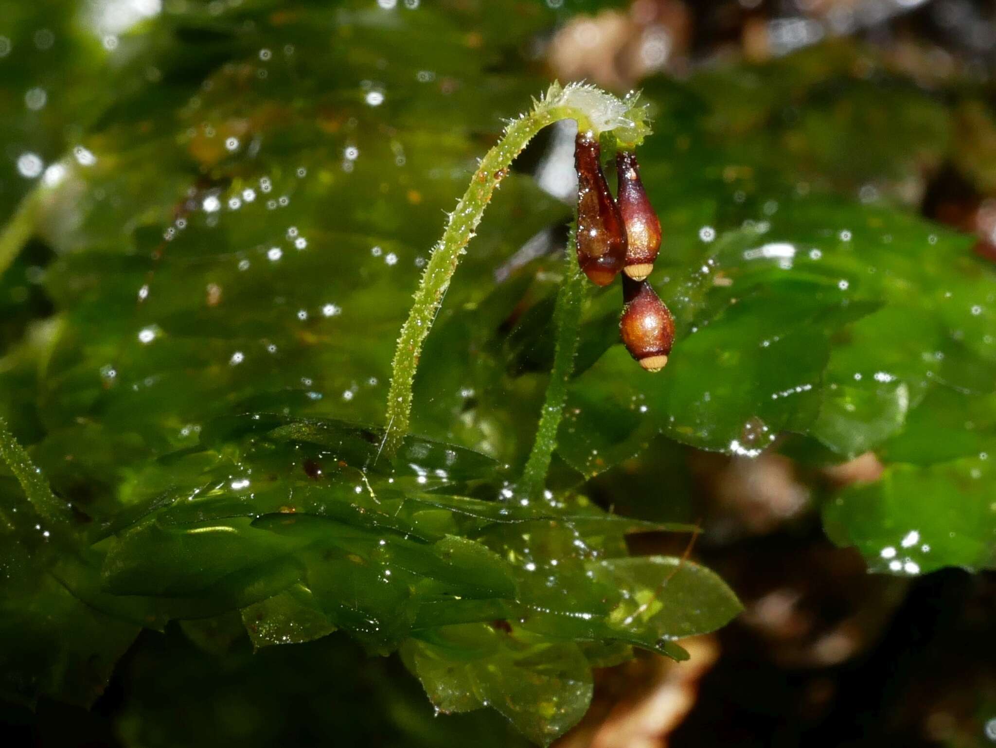 Image of Calyptrochaeta cristata Desvaux 1825