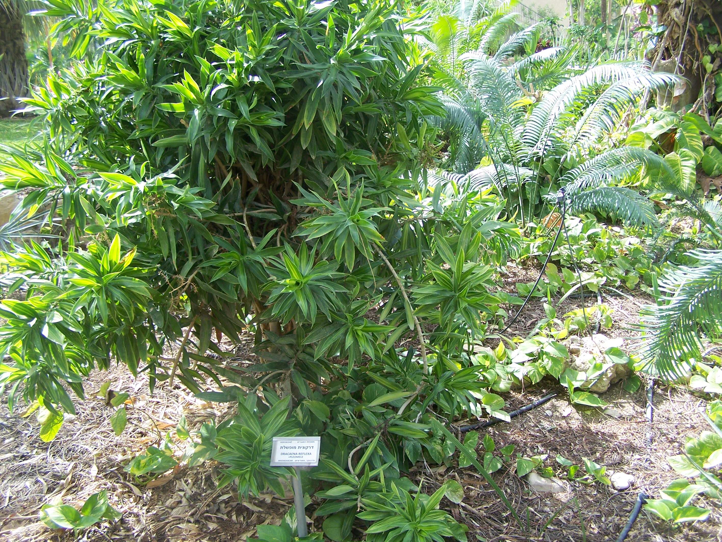 Image of Dracaena reflexa Lam.