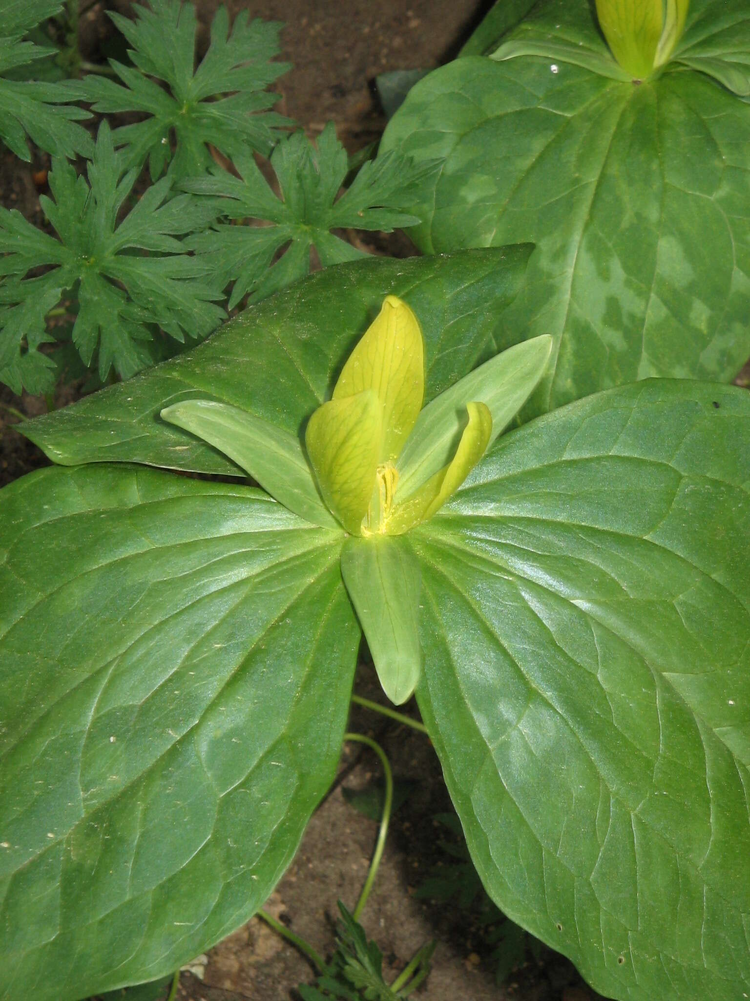 Trillium luteum (Muhl.) Harb. resmi