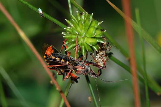 Image of freeloader flies