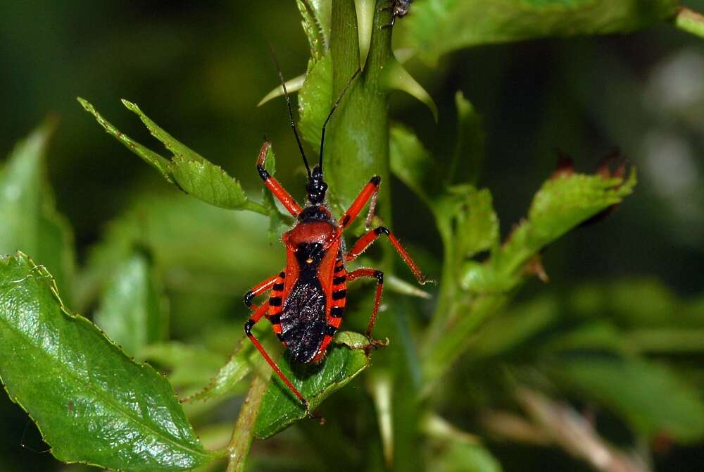 صورة Rhynocoris iracundus (Poda 1761)