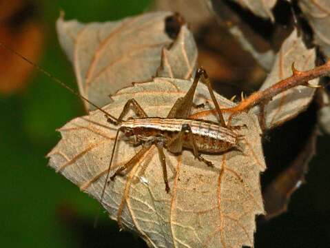 Image of Yersinella raymondi