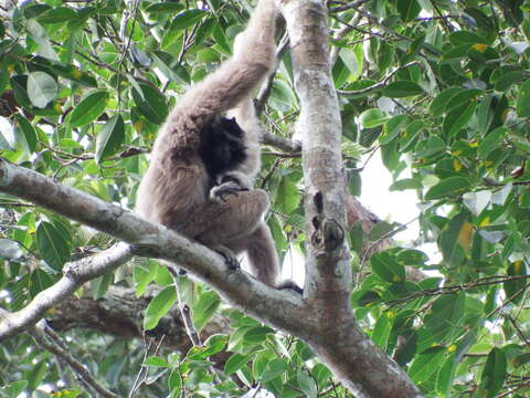 Image of Capped Gibbon