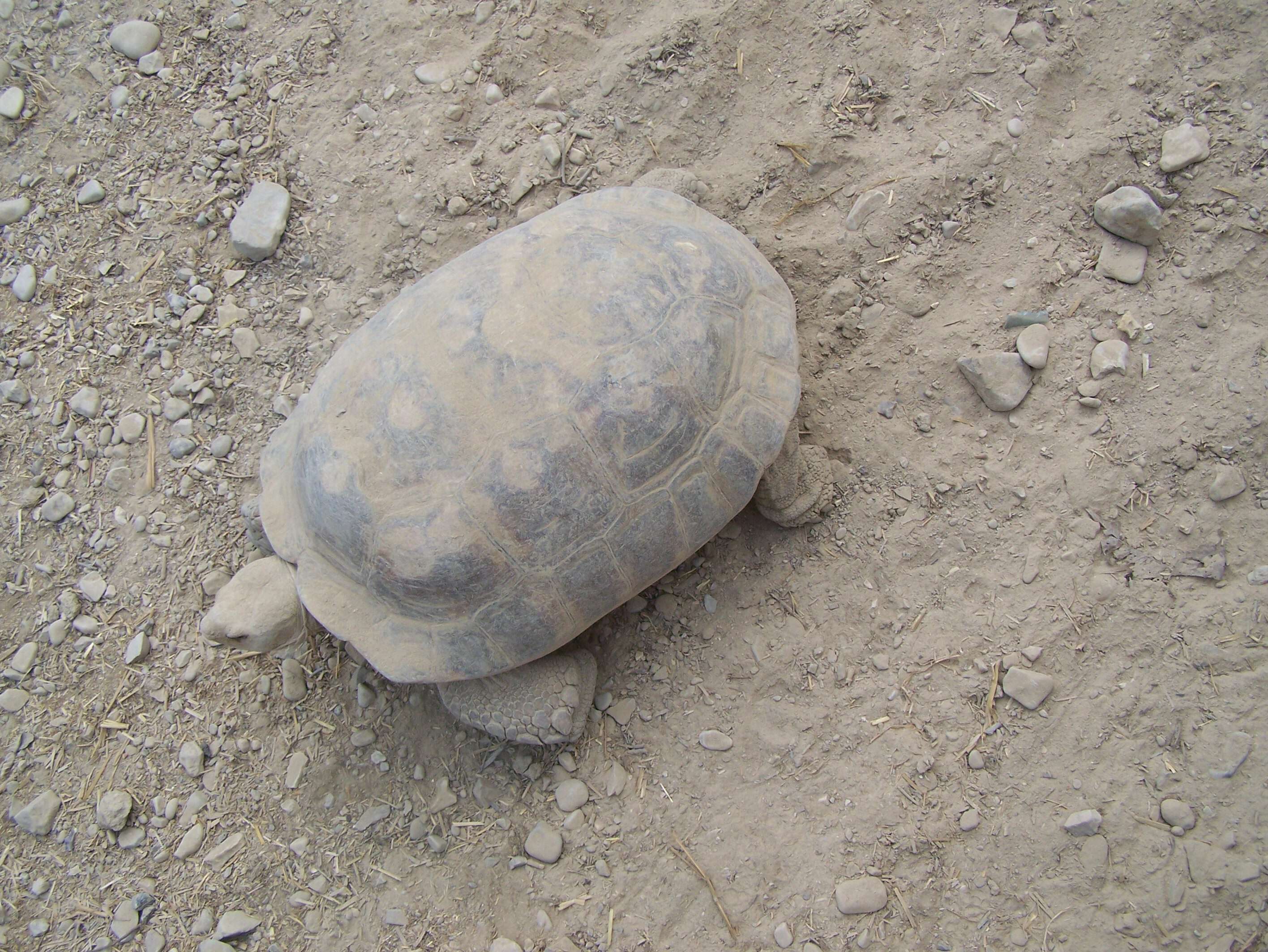 Image of Marginated Tortoise