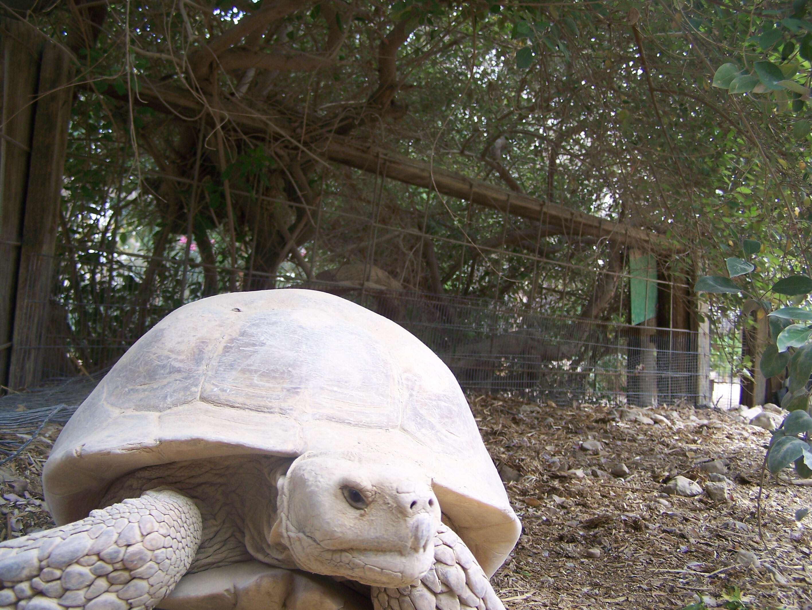 Image of Marginated Tortoise