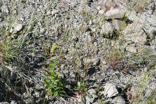 Image of Crepis multicaulis Ledeb.