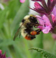 Sivun Bombus centralis Cresson 1864 kuva