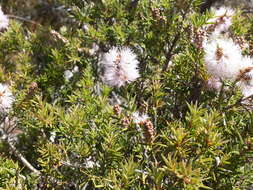 Image de Melaleuca striata Labill.