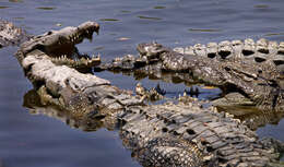 Image of American Crocodile