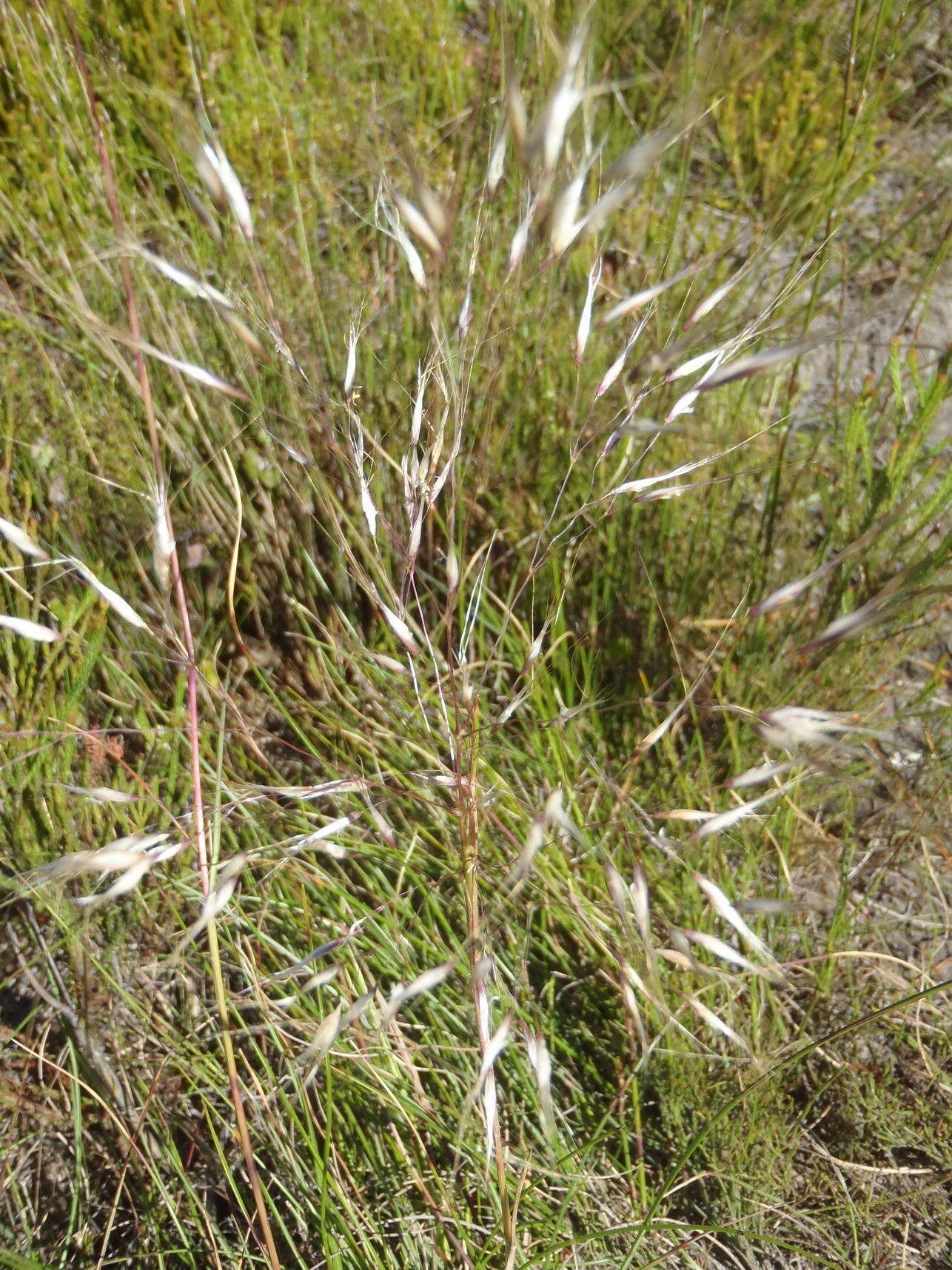 Image de Pentameris macrocalycina (Steud.) Schweick.