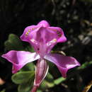 Disperis purpurata subsp. purpurata的圖片