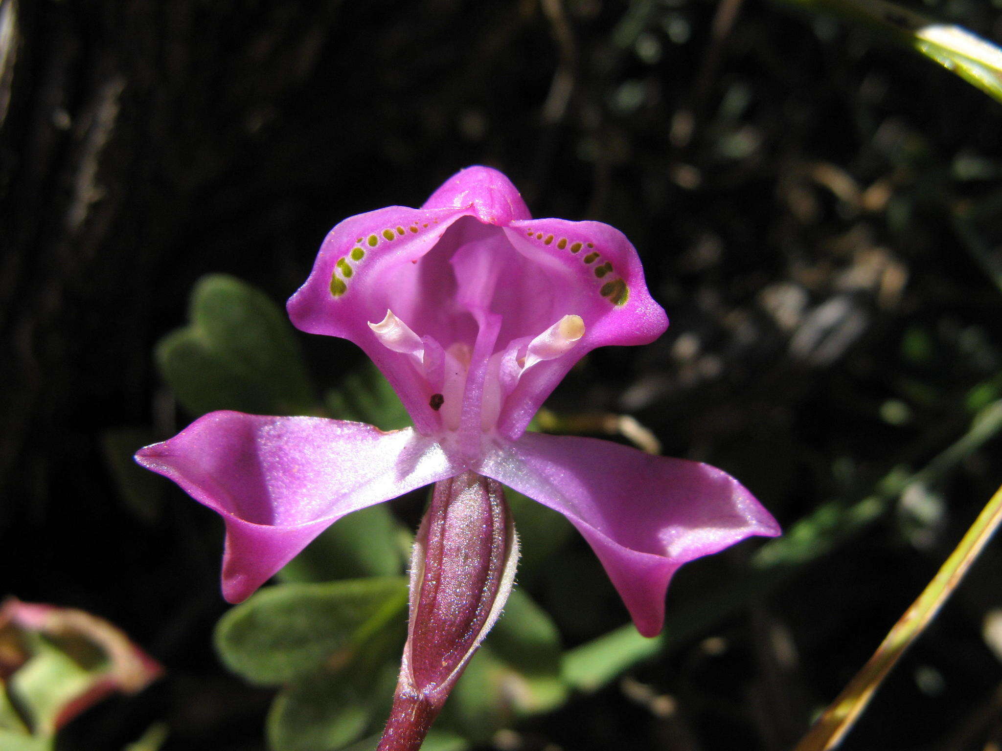 Image of Disperis purpurata subsp. purpurata