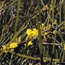 Image of Acacia granitica Maiden