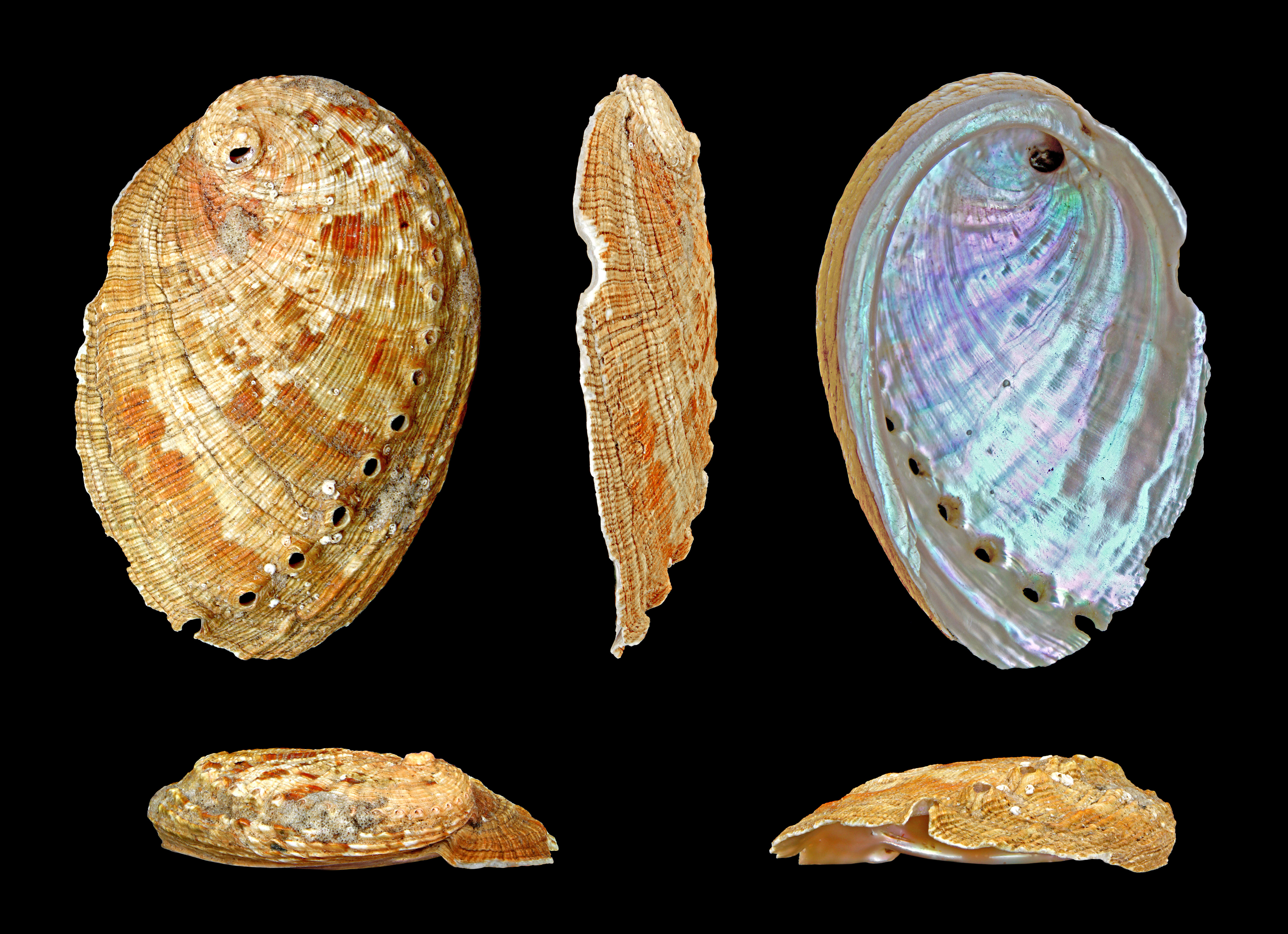 Image of many-colored abalone