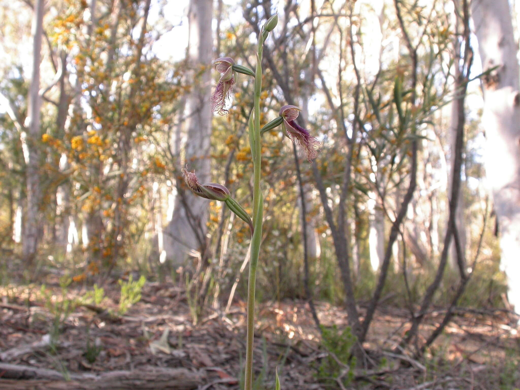 Calochilus robertsonii Benth.的圖片