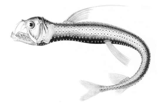 Image of Dannevig's Dragonfish