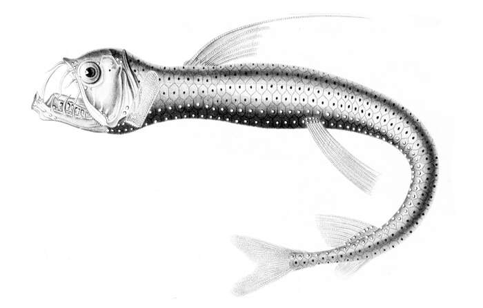 Image of Dannevig's Dragonfish