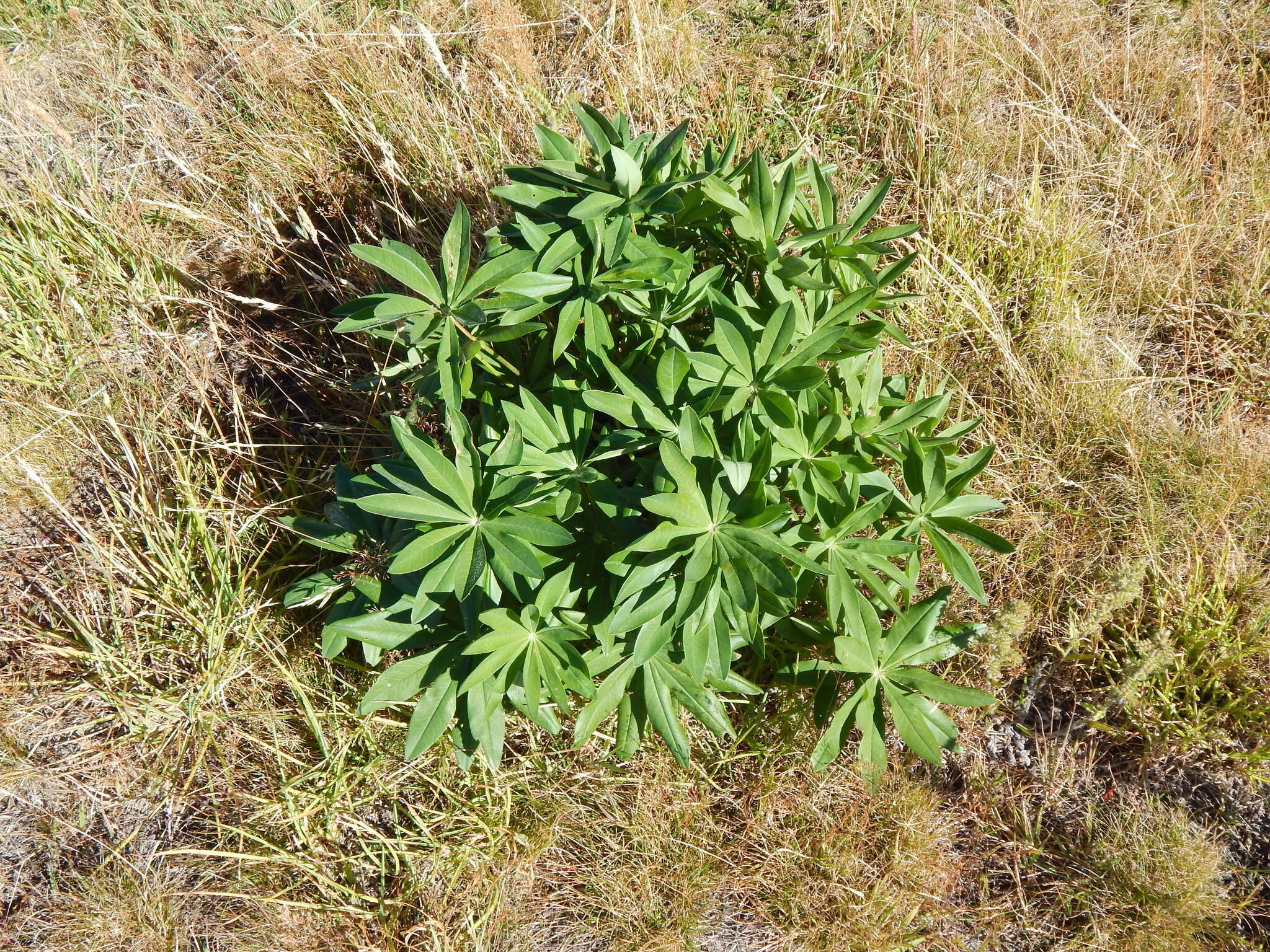 Image of big-leaved lupine