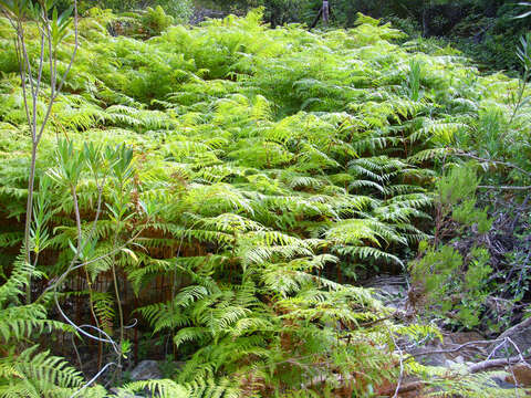 Image of Bracken