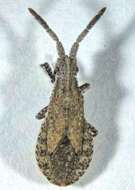 صورة Scolopocerus secundarius Uhler 1875