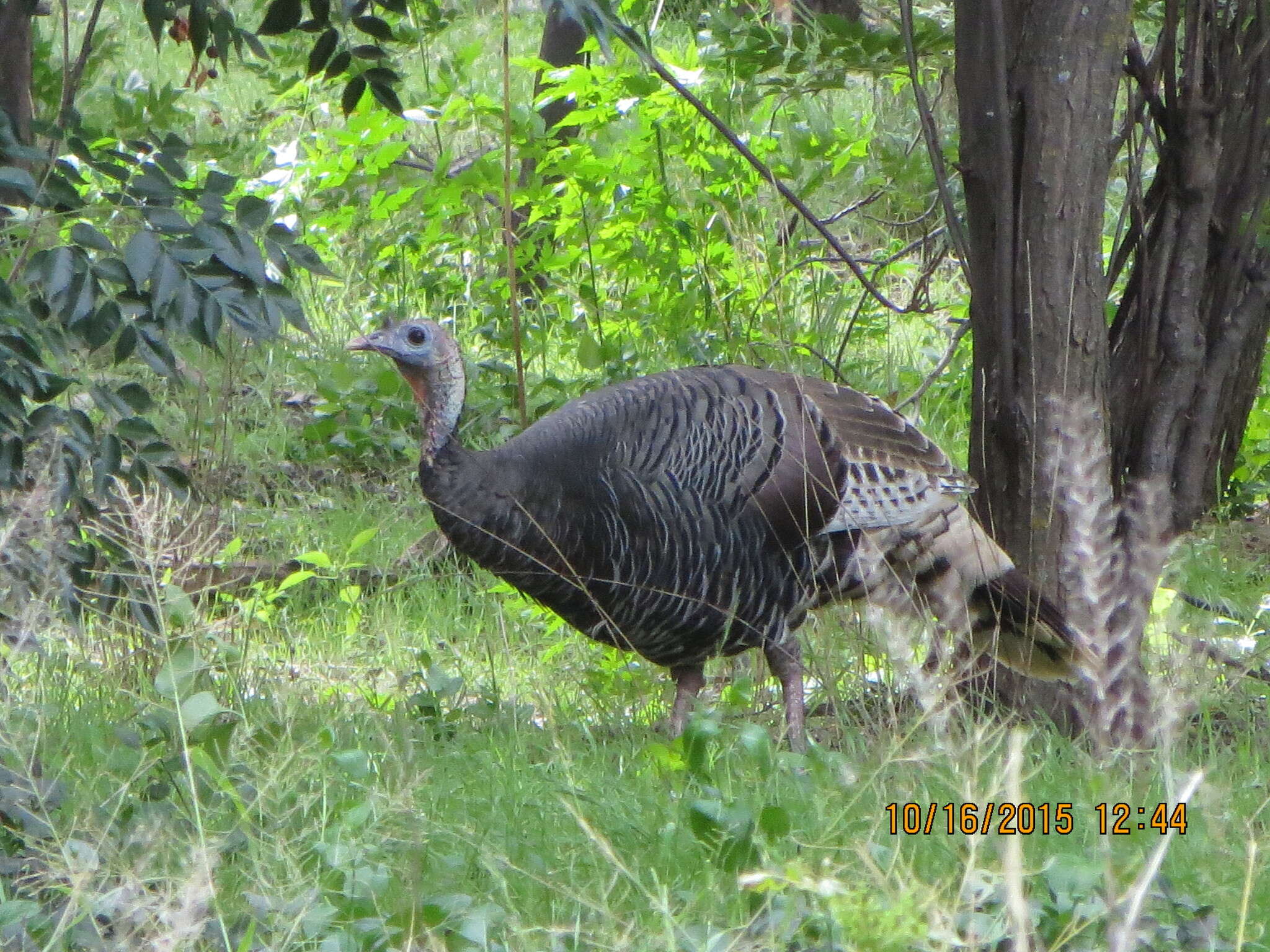 Imagem de Meleagris gallopavo mexicana Gould 1856