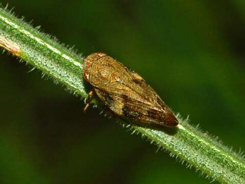 Image of European Alder Spittlebug