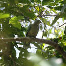 Image of Red-bellied Fruit Dove
