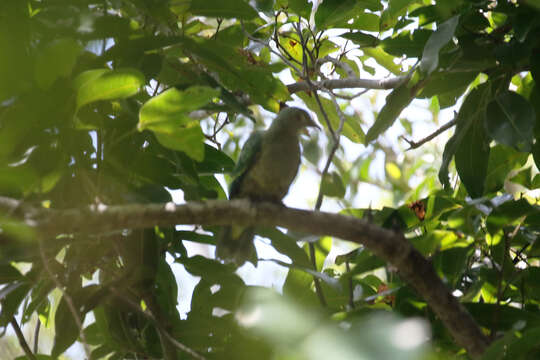 Image of Red-bellied Fruit Dove