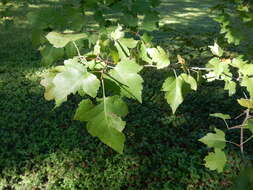 Image de Crataegus phaenopyrum (L. fil.) Borkh.