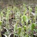 Image of Dwarf snail orchid