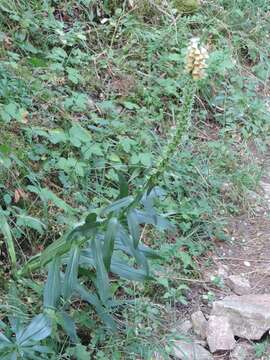 Imagem de Digitalis ferruginea L.