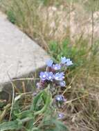 Image of Anchusa procera Bess. ex Link