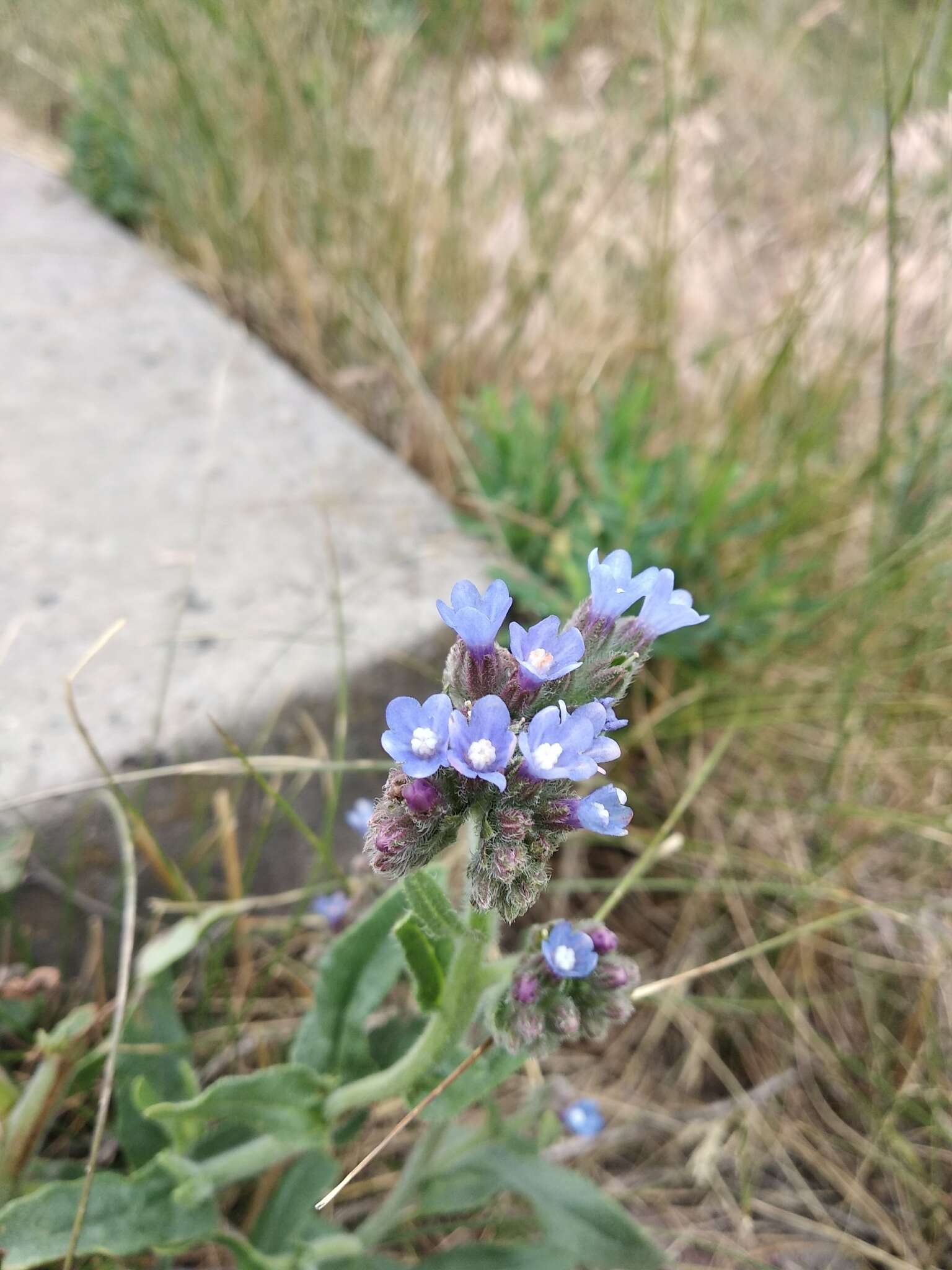 Image of Anchusa procera Bess. ex Link