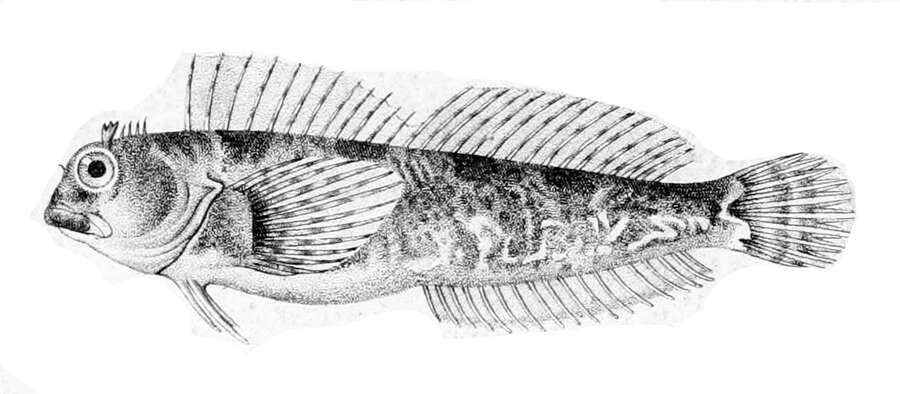 Image de Coryphoblennius