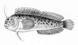Sivun Hypleurochilus fissicornis (Quoy & Gaimard 1824) kuva