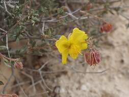 Image of Helianthemum ventosum Boiss.