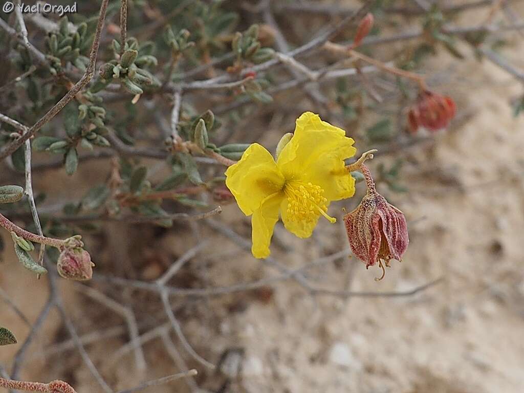 Image of Helianthemum ventosum Boiss.