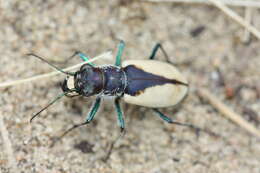 Image of Cicindela (Cicindela) formosa gibsoni Brown 1940