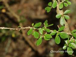 Image of Rhamnus parvifolia Bunge