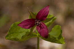 Imagem de Trillium erectum L.