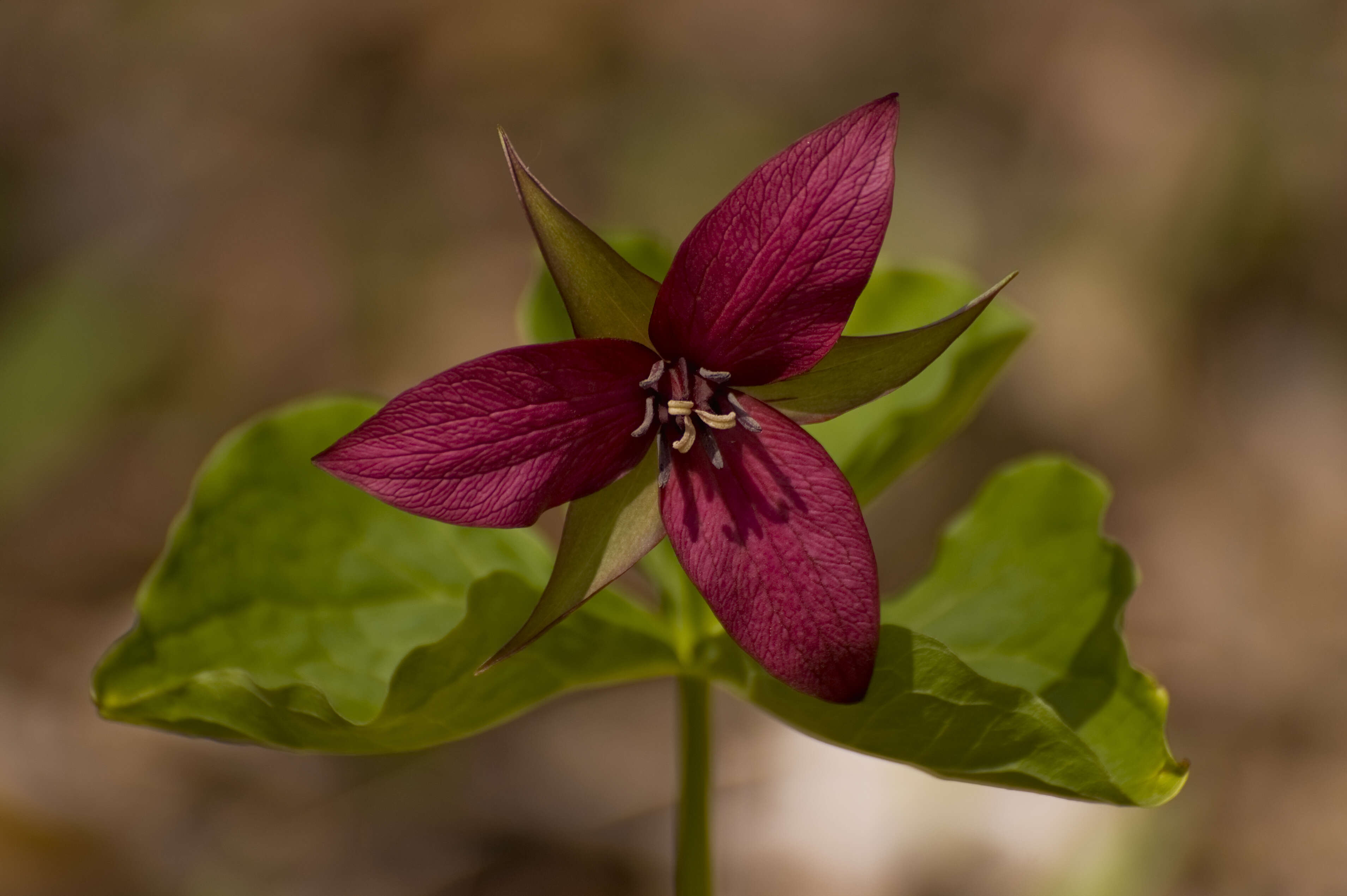 Image of red trillium