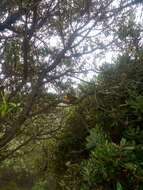 Image of Sooty-capped Bush Tanager