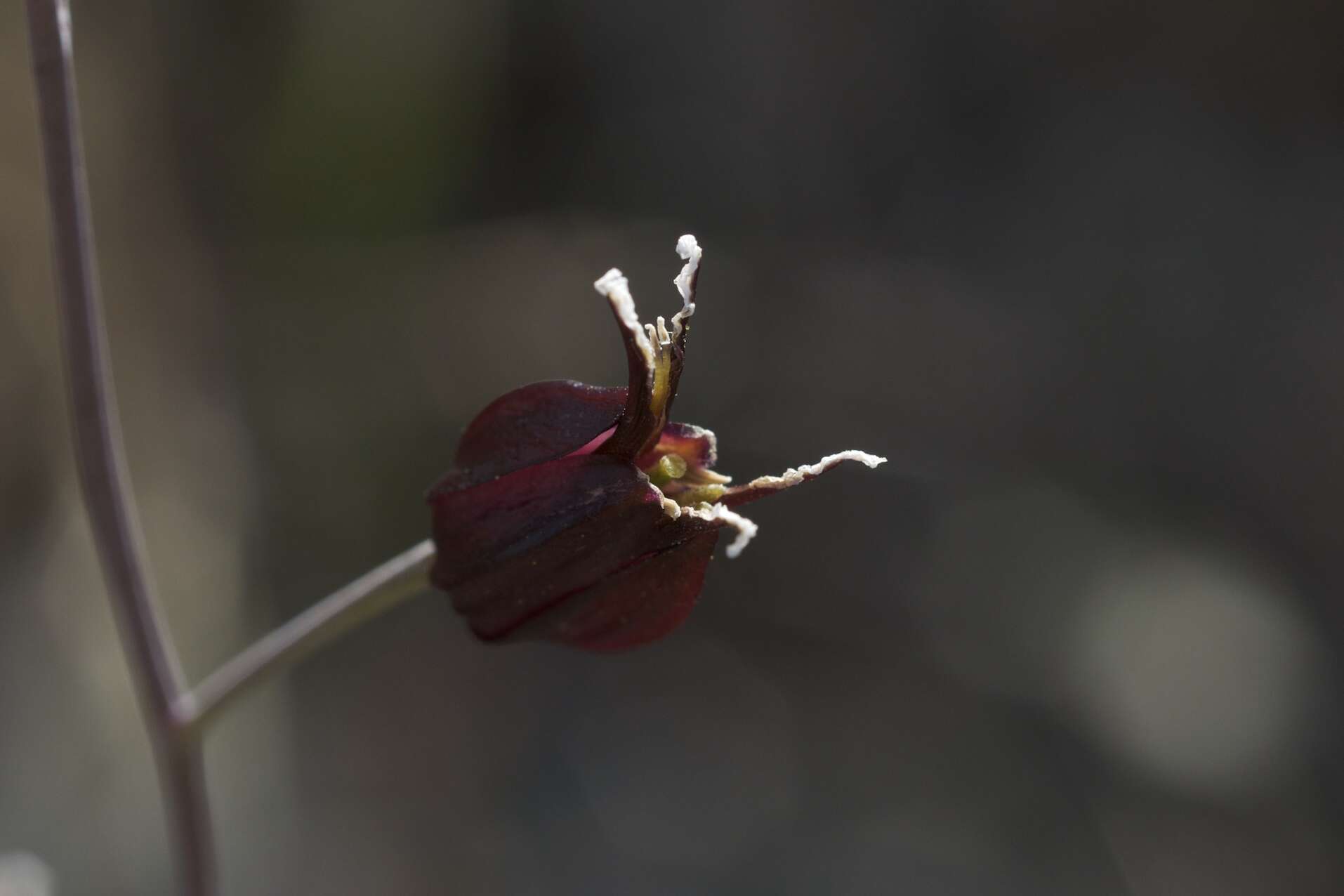 Image of Tiburon jewelflower