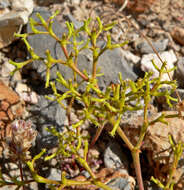 Image of brittle spineflower