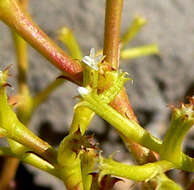 Image of brittle spineflower