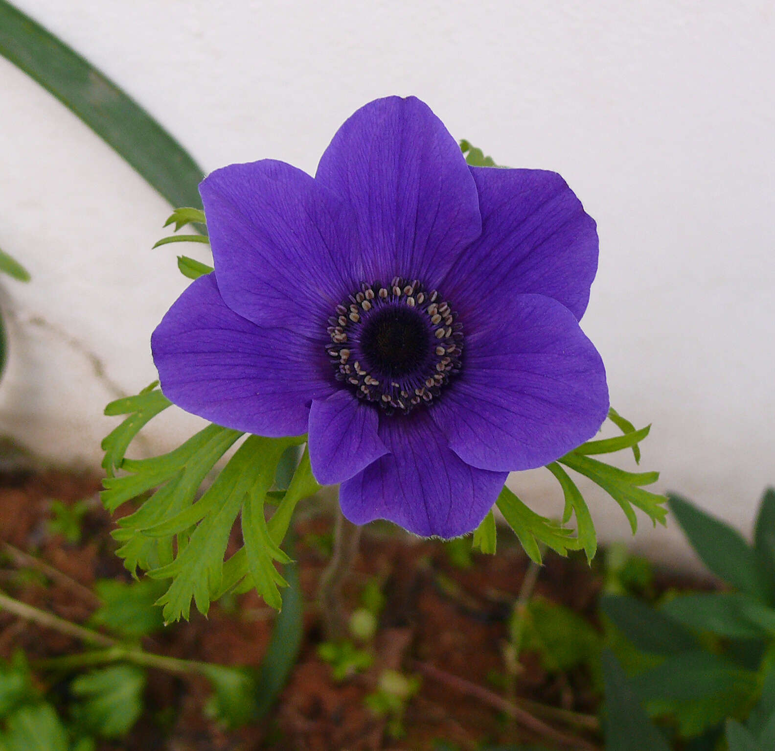 Imagem de Anemone coronaria L.